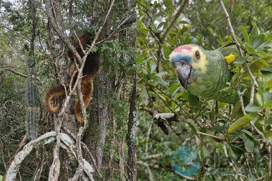 Animales liberados ambiente