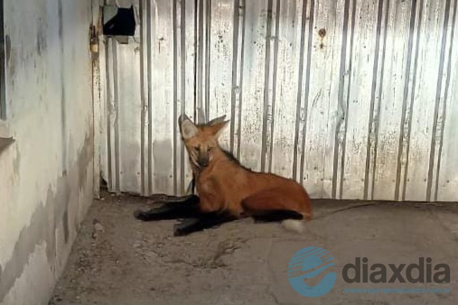 El animal descansaba en zona urbana de la ciudad