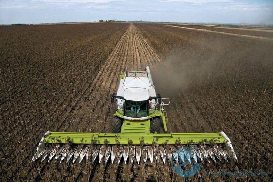 Cosecha de girasol en el norte santafesino - El Litoral