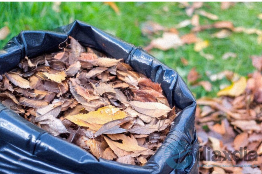 Hojas en bolsas
