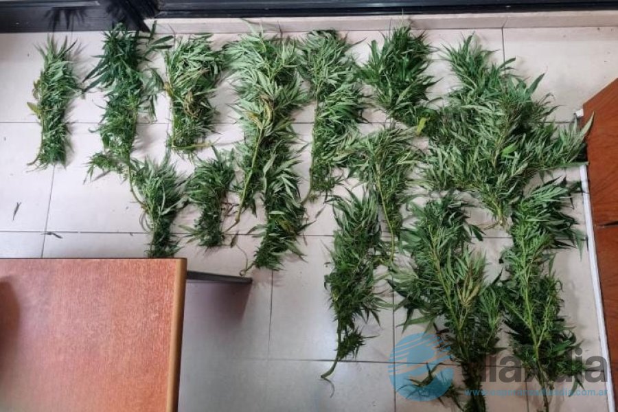 Las plantas secuestradas por la policía