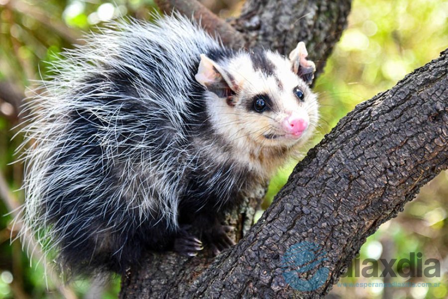 Animales silvestres liberados desde La Esmeralda